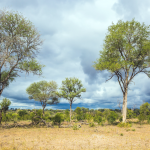 How IoT and sustainability work in synergy in the African savannah